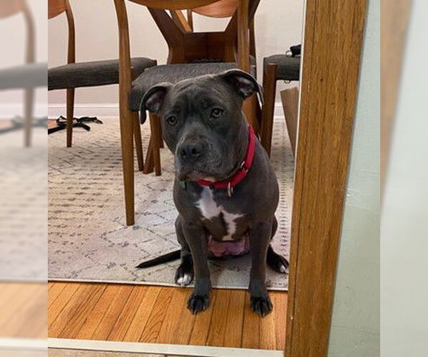 Medium Photo #13 American Pit Bull Terrier-Unknown Mix Puppy For Sale in Princeton, MN, USA