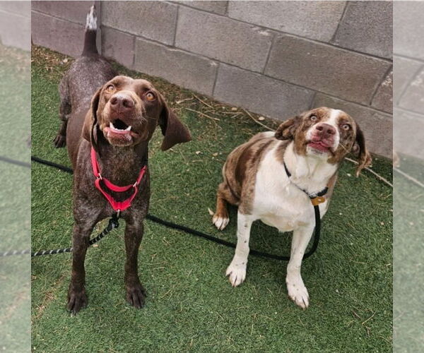Medium Photo #4 Australian Shepherd-Catahoula Leopard Dog Mix Puppy For Sale in Lakewood, CO, USA
