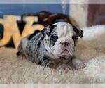 Small #3 English Bulldog