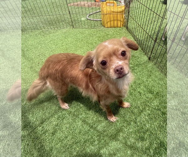 Medium Photo #3 Chiranian Puppy For Sale in Imperial Beach, CA, USA