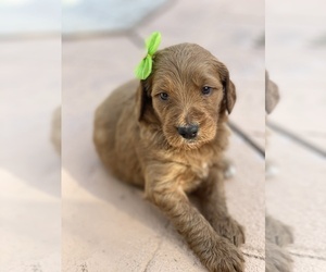 Goldendoodle Puppy for sale in MIAMI LAKES, FL, USA