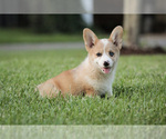 Small Photo #19 Pembroke Welsh Corgi Puppy For Sale in ELKTON, KY, USA