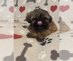 Small #6 Shih Tzu