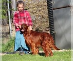 Small Photo #5 Irish Setter Puppy For Sale in JONES, MI, USA