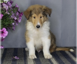 Collie Puppy for sale in FREDERICKSBURG, OH, USA