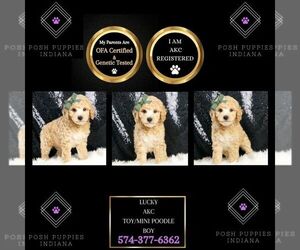 Poodle (Toy) Puppy for sale in WARSAW, IN, USA