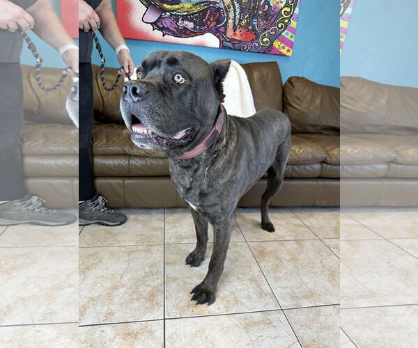 Medium Photo #5 Mutt Puppy For Sale in Goodyear, AZ, USA