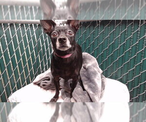 Chihuahua Dogs for adoption in Downey, CA, USA