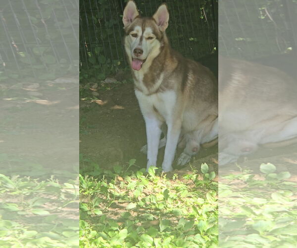 Medium Photo #7 Huskies -Unknown Mix Puppy For Sale in NYC, NY, USA