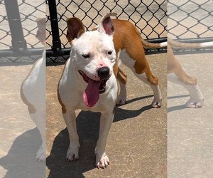 American Pit Bull Terrier-Staffordshire Bull Terrier Mix Dogs for adoption in Holly Springs, NC, USA