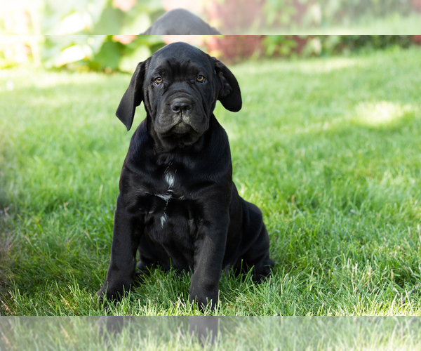 Medium Photo #1 Cane Corso Puppy For Sale in WAKARUSA, IN, USA