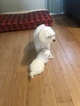 Small Photo #19 Coton de Tulear Puppy For Sale in KAYSVILLE, UT, USA