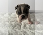 Puppy Milli French Bulldog