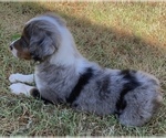 Small Photo #8 Miniature Australian Shepherd Puppy For Sale in DUNCAN, OK, USA