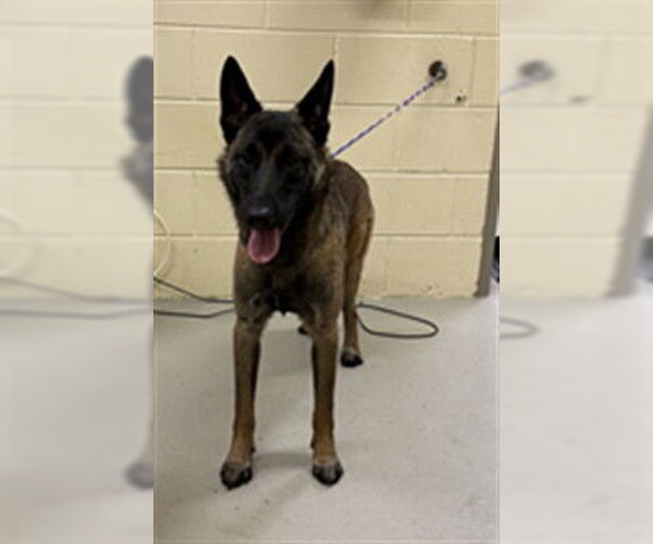 Medium Photo #1 Mutt Puppy For Sale in Sanford, FL, USA