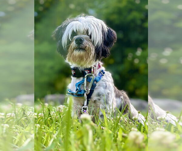 Medium Photo #3 Shih Tzu-Unknown Mix Puppy For Sale in West Cornwall, CT, USA