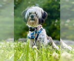 Small #2 Shih Tzu Mix