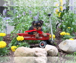 Small #8 Yorkshire Terrier
