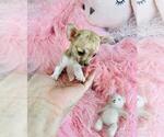 Small #19 Chihuahua
