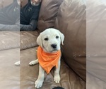 Small #1 Labrador Retriever