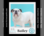 Small Photo #15 Bulldog Puppy For Sale in Kimberton, PA, USA
