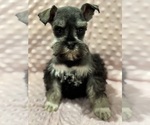 Puppy Kitty Schnauzer (Miniature)