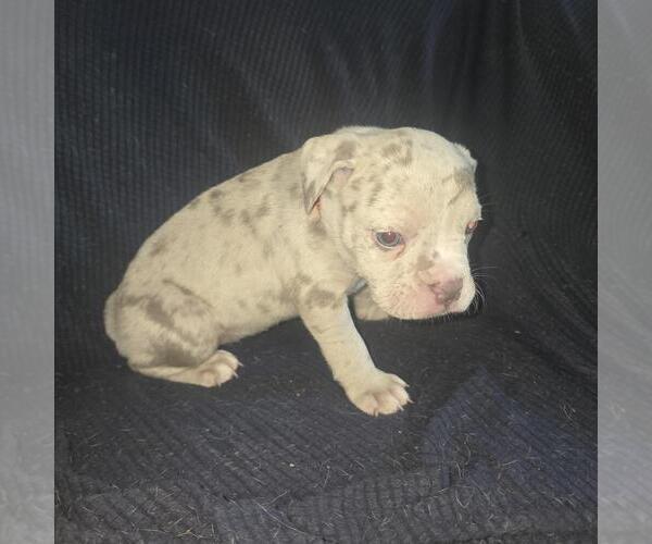 Medium Photo #10 Olde English Bulldogge Puppy For Sale in HAMLER, OH, USA