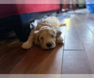 Medium Goldendoodle