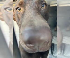 Weimaraner Dogs for adoption in Houston, TX, USA