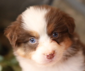 Australian Shepherd Puppy for sale in WESTFIELD, MA, USA