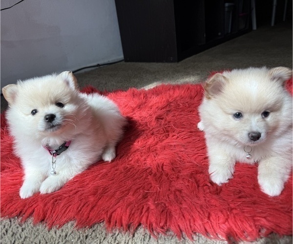 Medium Photo #3 Pomeranian Puppy For Sale in DAVIS, CA, USA