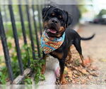 Small #2 Rottweiler