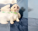Puppy Rosy Maltipoo (Miniature)