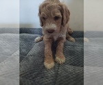 Image preview for Ad Listing. Nickname: Snickers