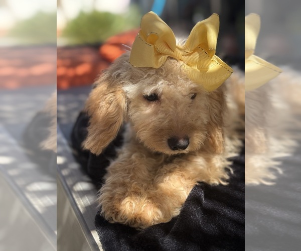 Medium Photo #6 Goldendoodle mix (+ Poodle Miniature) Puppy For Sale in MENIFEE, CA, USA