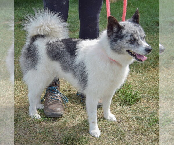 Medium Photo #5 Pomsky Puppy For Sale in Huntley, IL, USA