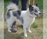 Small #4 Pomsky