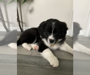 Border-Aussie Puppy for sale in CLEVELAND, OH, USA