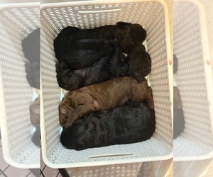 Labradoodle-Poodle (Standard) Mix Litter for sale in VIRGINIA BEACH, VA, USA