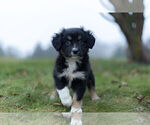 Small Photo #2 Miniature Australian Shepherd Puppy For Sale in WARSAW, IN, USA