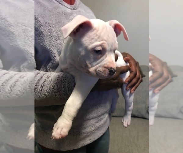 Medium Photo #3 American Bully Puppy For Sale in BOONE, IA, USA