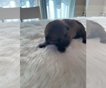 Small Photo #2 German Shepherd Dog Puppy For Sale in MOORESVILLE, NC, USA