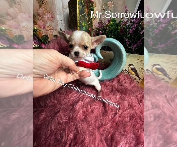 Medium Photo #3 Chihuahua Puppy For Sale in TRACY, CA, USA