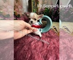 Small #2 Chihuahua