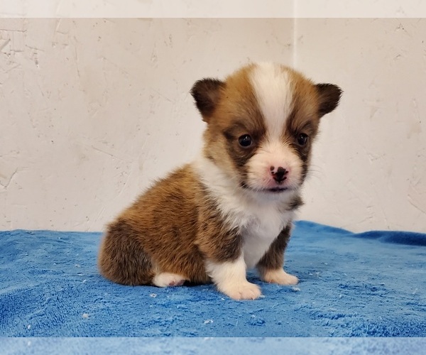 Medium Photo #4 Pembroke Welsh Corgi Puppy For Sale in CLARK, MO, USA
