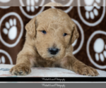 Small Photo #10 Goldendoodle Puppy For Sale in ESCOHEAG, RI, USA