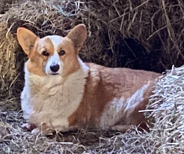 Medium Photo #1 Pembroke Welsh Corgi Puppy For Sale in NATHALIE, VA, USA