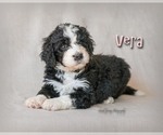 Small Photo #13 Bernedoodle Puppy For Sale in WEST SALEM, OH, USA