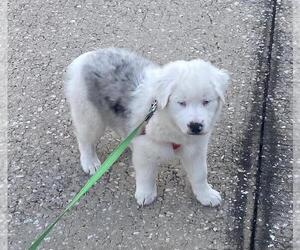 Australian Shepherd Puppy for sale in CLERMONT, FL, USA