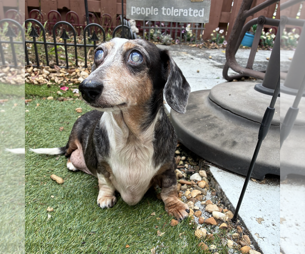 Medium Photo #4 Dachshund Puppy For Sale in Weston, FL, USA